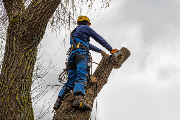 Best Tree Health Inspection  in South Browning, MT